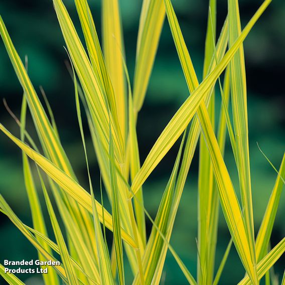 Phragmites australis 'Variegata' (Marginal Aquatic)