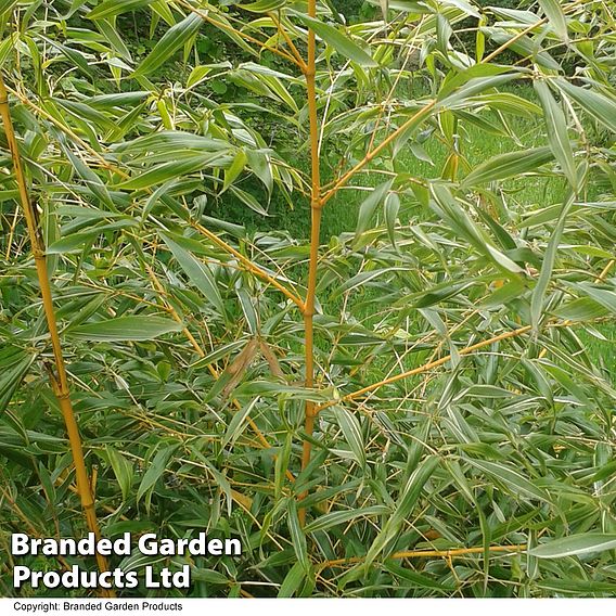 Phyllostachys aureosulcata