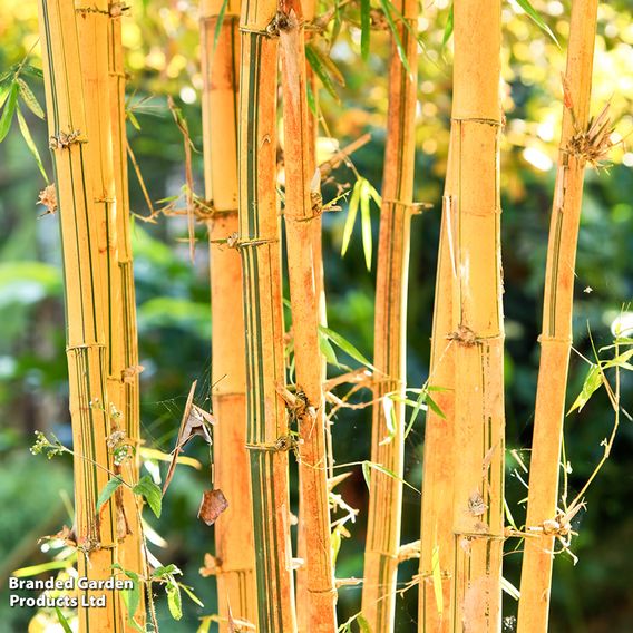 Phyllostachys aureosulcata 'Spectabilis'