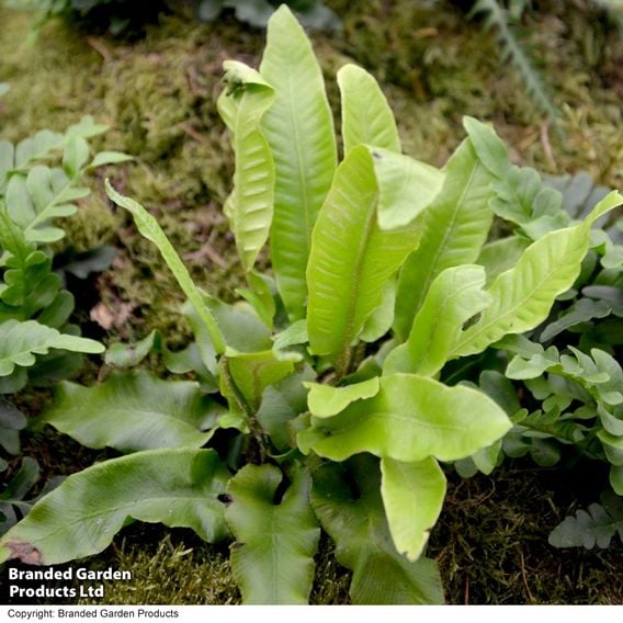 Asplenium scolopendrium