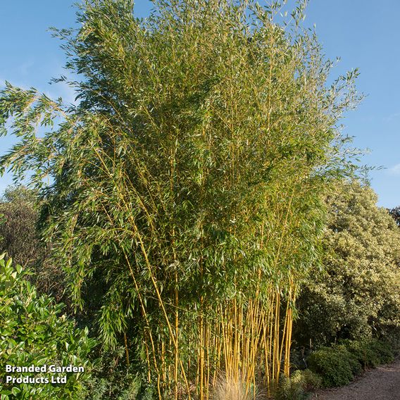 Phyllostachys aureosulcata 'Spectabilis'