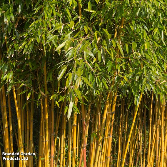 Phyllostachys aureosulcata 'Spectabilis'