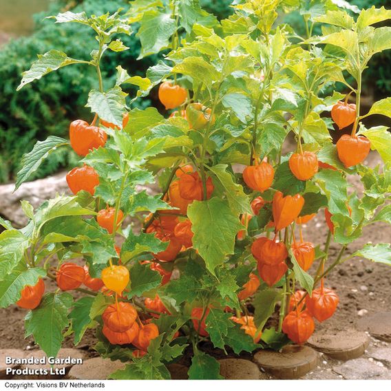 Physalis alkekengi