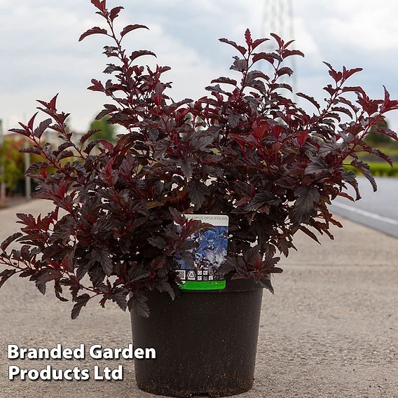 Physocarpus opulifolius 'All Black'