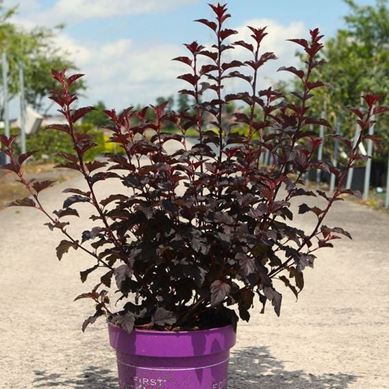 Physocarpus opulifolius 'Fireside'