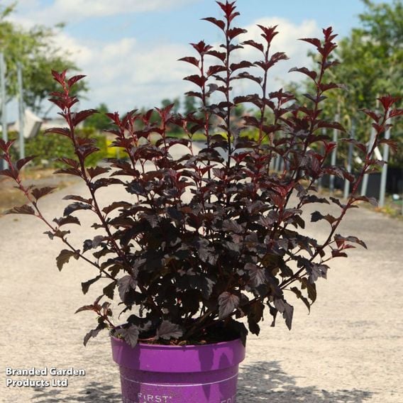 Physocarpus opulifolius 'Fireside'
