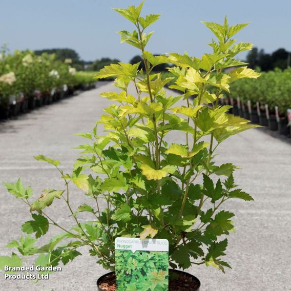Physocarpus opulifolius 'Golden Nugget'