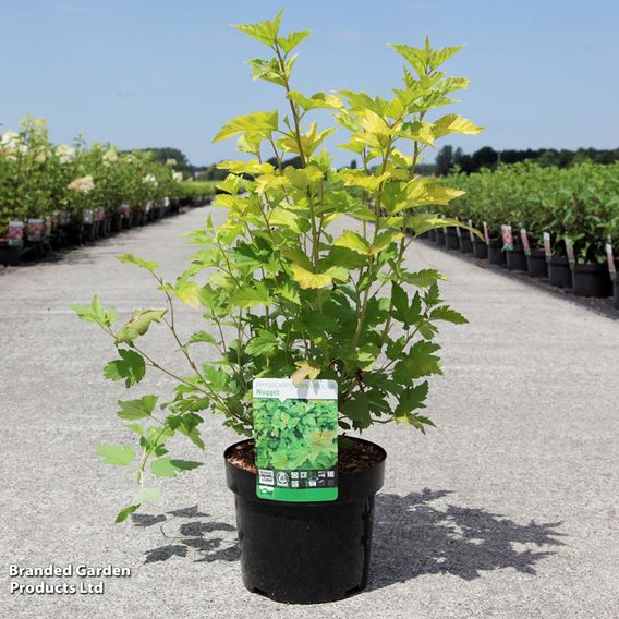 Physocarpus opulifolius 'Golden Nugget'