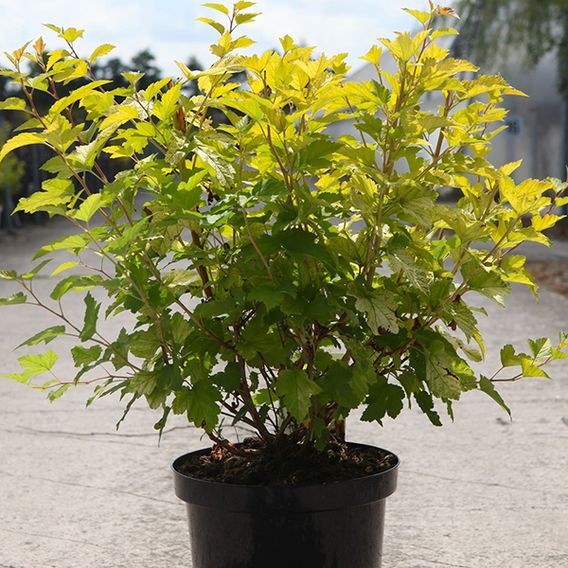 Physocarpus opulifolius 'Golden Nugget'