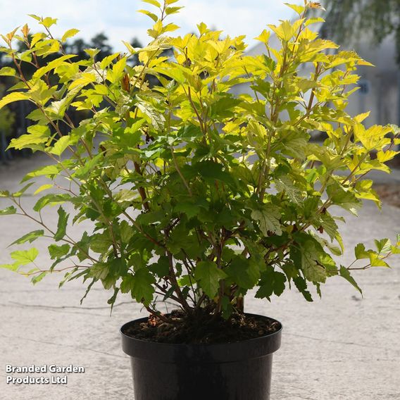 Physocarpus opulifolius 'Golden Nugget'