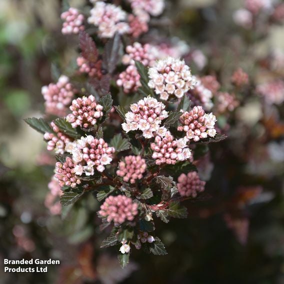 Physocarpus opulifolius 'Little Devil'
