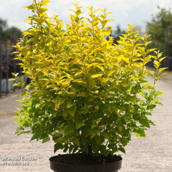 Physocarpus opulifolius 'Lucky Devil'