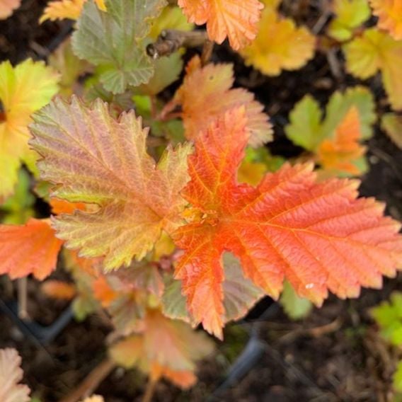 Physocarpus opulifolius 'Magic Ball'