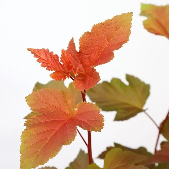 Physocarpus opulifolius 'Magic Ball'