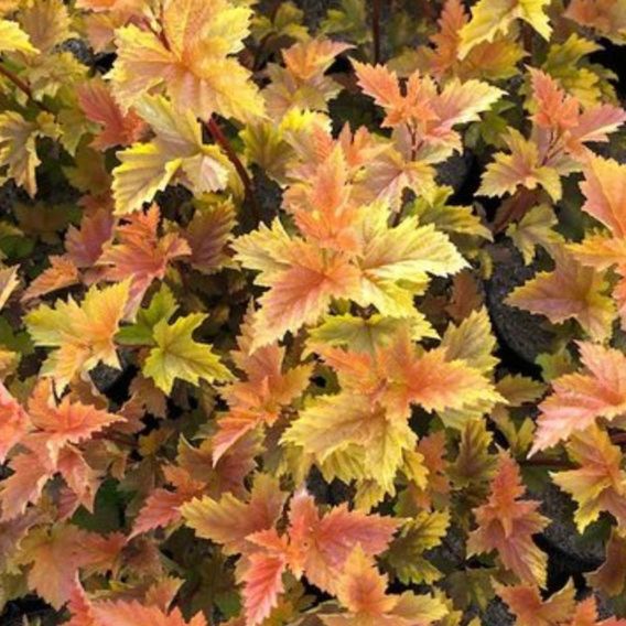 Physocarpus opulifolius 'Magic Ball'
