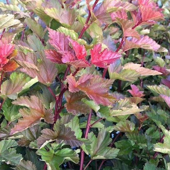 Physocarpus opulifolius 'Magic Ball'