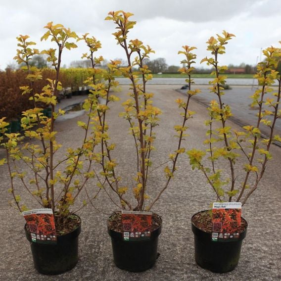 Physocarpus opulifolius 'Magic Ball'