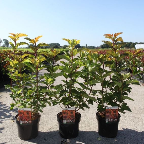 Physocarpus opulifolius 'Magic Ball'