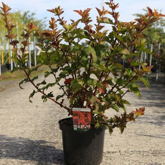 Physocarpus opulifolius 'Magic Ball'