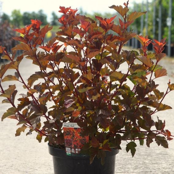 Physocarpus opulifolius 'Magic Ball'