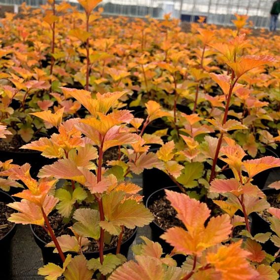 Physocarpus opulifolius 'Magic Ball'
