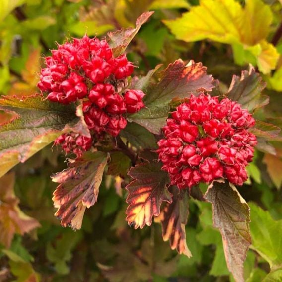 Physocarpus opulifolius 'Magic Ball'