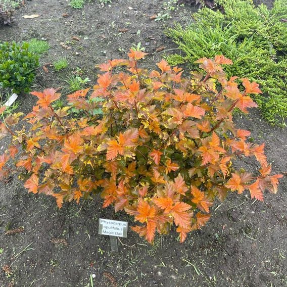 Physocarpus opulifolius 'Magic Ball'