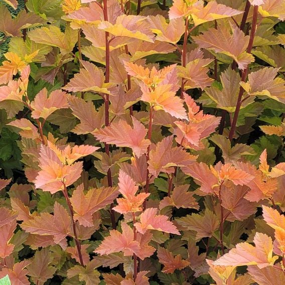 Physocarpus opulifolius 'Magic Ball'