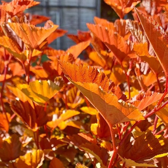 Physocarpus opulifolius 'Magic Ball'