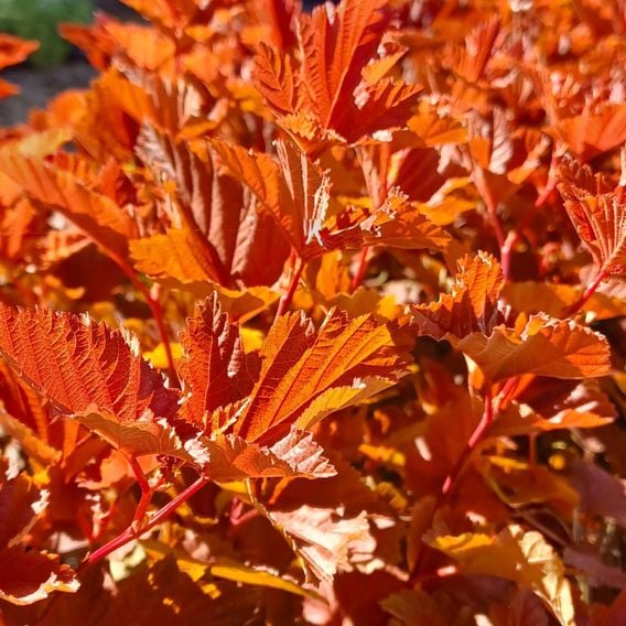 Physocarpus opulifolius 'Magic Ball'