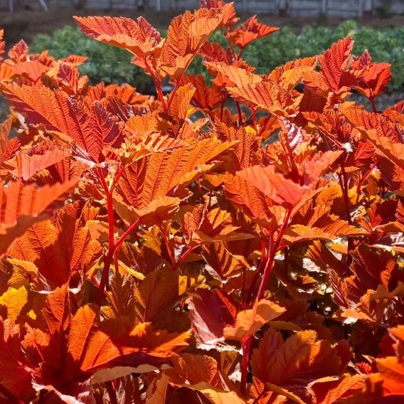 Physocarpus opulifolius 'Magic Ball'