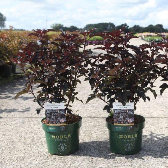 Physocarpus opulifolius 'Panther'