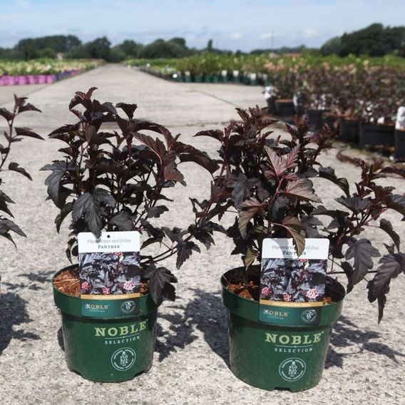 Physocarpus opulifolius 'Panther'