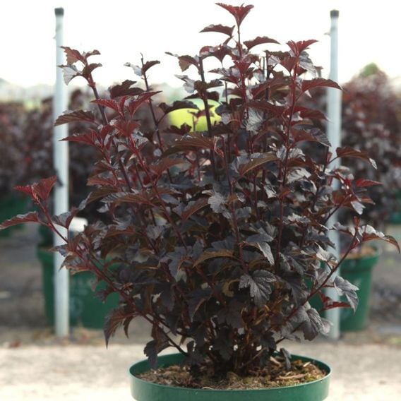 Physocarpus opulifolius 'Panther'