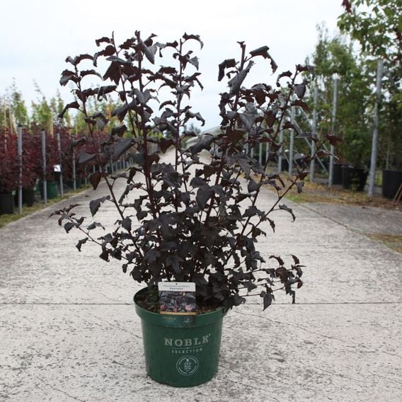 Physocarpus opulifolius 'Panther'