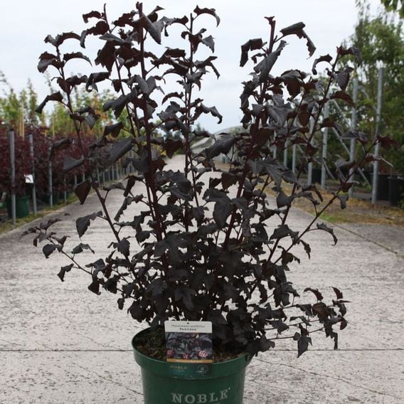 Physocarpus opulifolius 'Panther'