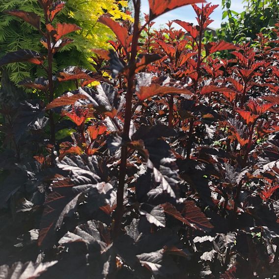 Physocarpus opulifolius 'Panther'