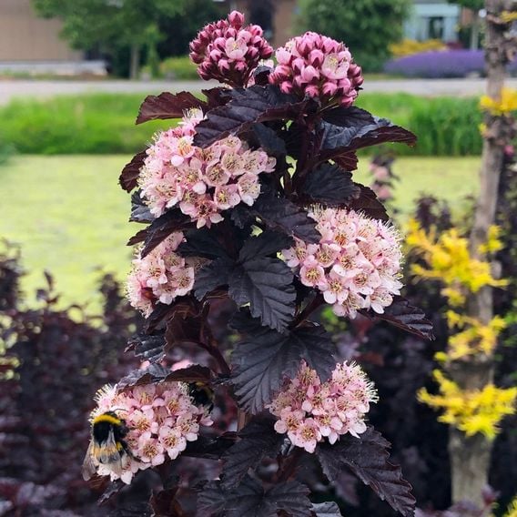 Physocarpus opulifolius 'Panther'