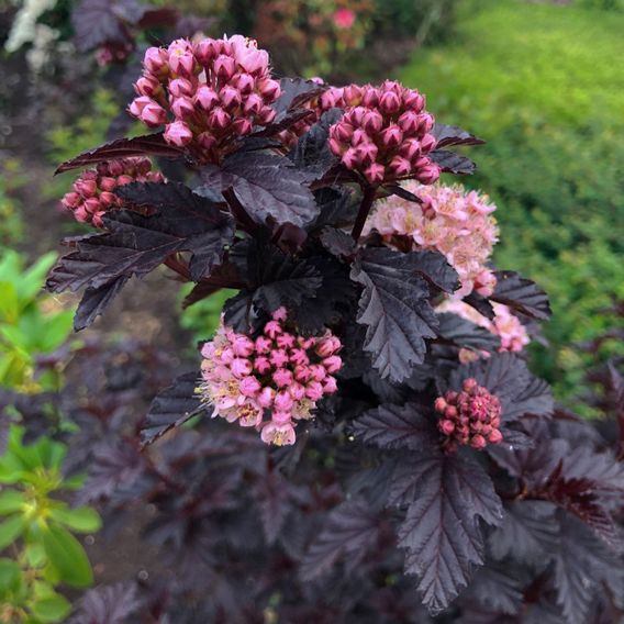 Physocarpus opulifolius 'Panther'