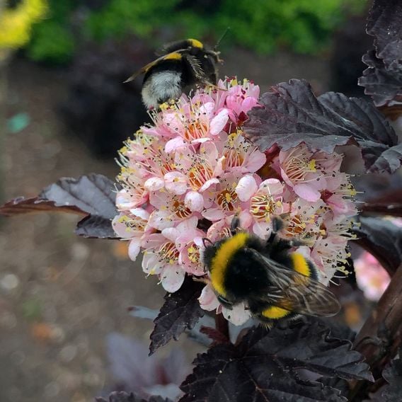 Physocarpus opulifolius 'Panther'