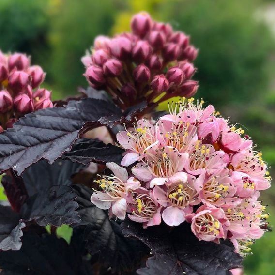 Physocarpus opulifolius 'Panther'