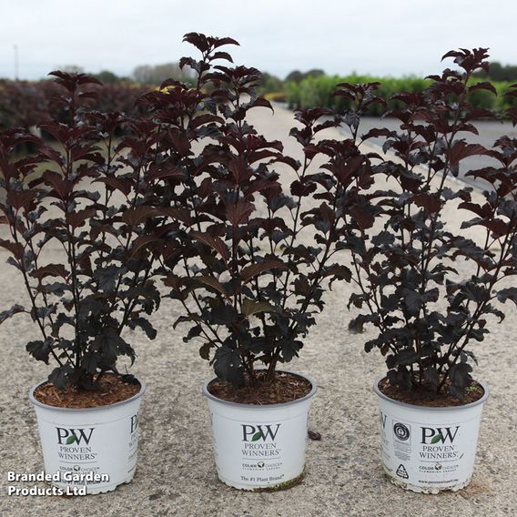 Physocarpus opulifolius 'Summer Wine Black'