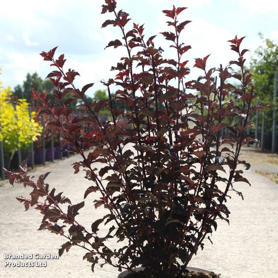 Physocarpus opulifolius 'Summer Wine Black'