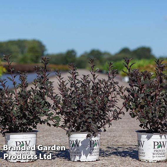 Physocarpus opulifolius 'Tiny Wine'