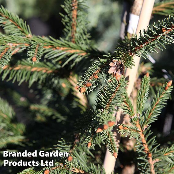 Picea abies 'Acrocona'