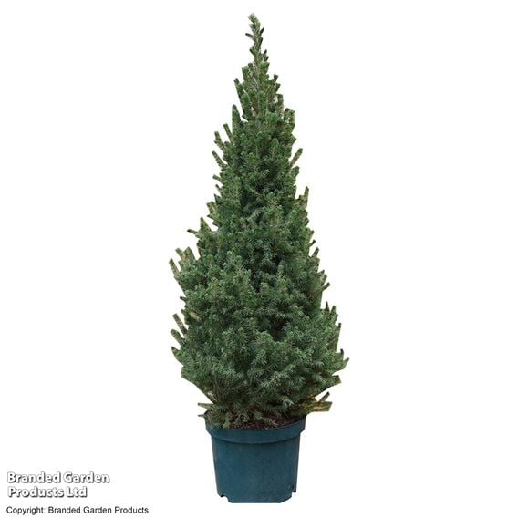 Picea glauca 'Albertiana Conica'
