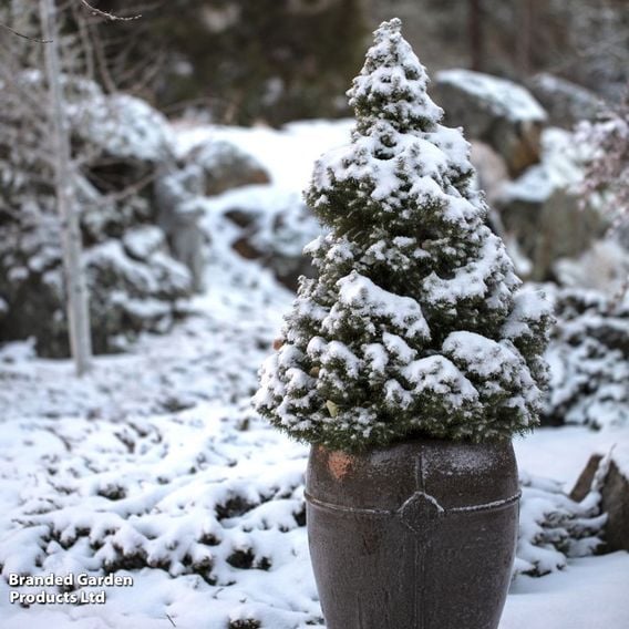 Picea glauca 'Albertiana Conica'