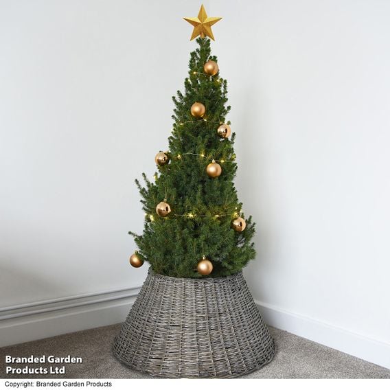 Picea glauca 'Albertiana Conica'