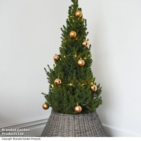 Picea glauca 'Albertiana Conica'