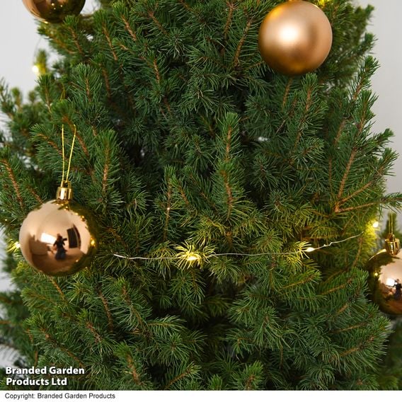 Picea glauca 'Albertiana Conica'